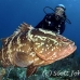 grouper_nassau_gw_lc_h_0097_cay3283.jpg